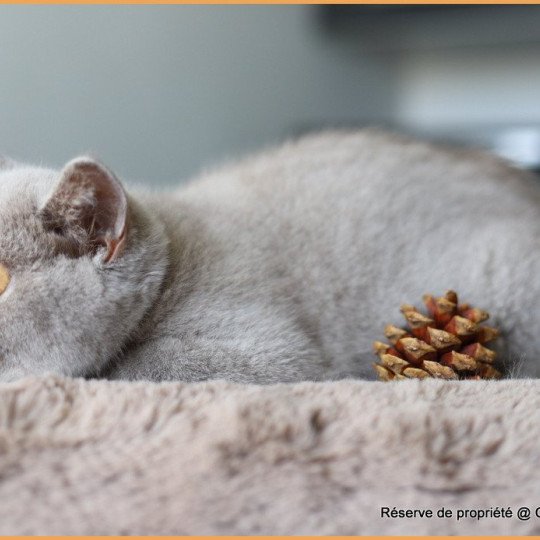 chat British Shorthair lilac Wictor French Chatterie CARBIN lilac 