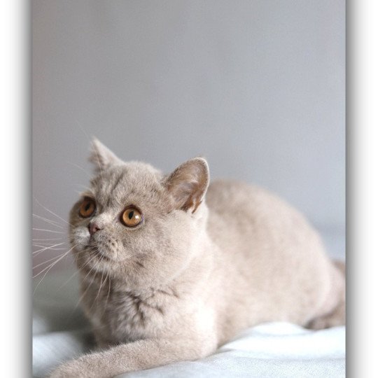chat British Shorthair lilac Wictor French Chatterie CARBIN lilac 