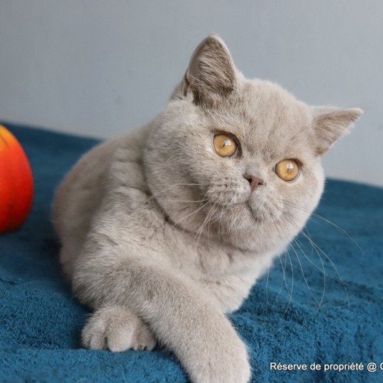 chat British Shorthair lilac Wictor French Chatterie CARBIN lilac 