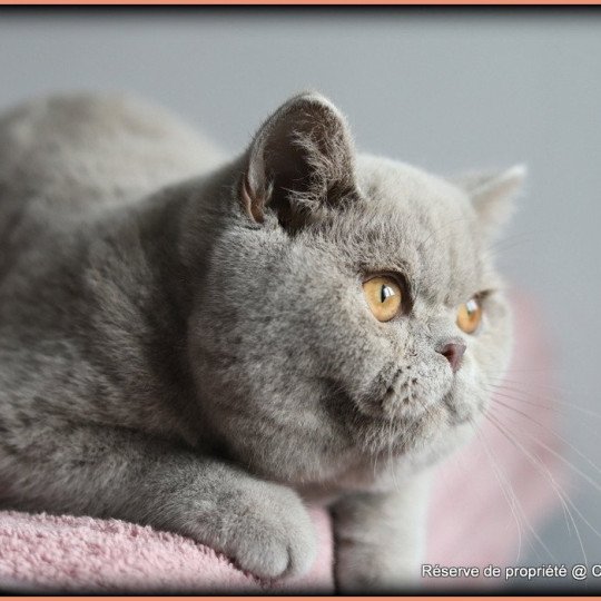 chat British Shorthair lilac Wictor French Chatterie CARBIN lilac 