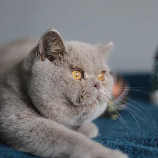 chat British Shorthair lilac Wictor French Chatterie CARBIN lilac 