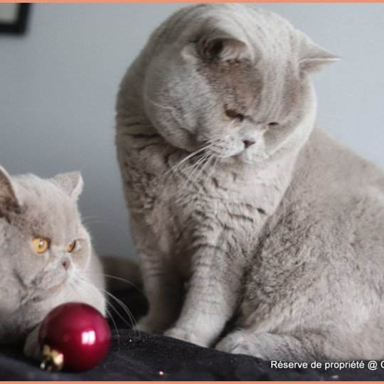chat British Shorthair lilac Wictor French Chatterie CARBIN lilac 