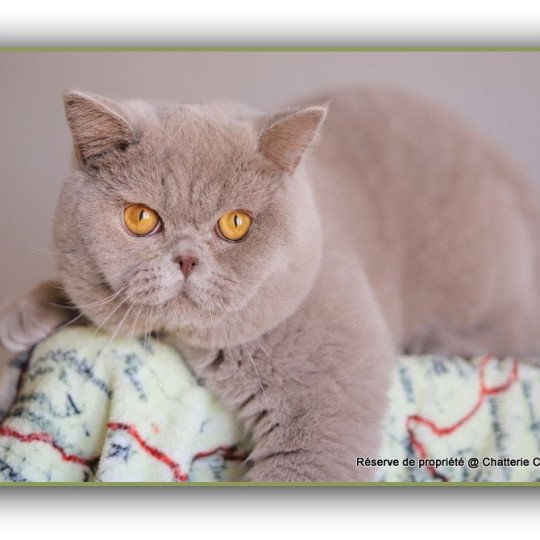chat British Shorthair lilac Wictor French Chatterie CARBIN lilac 