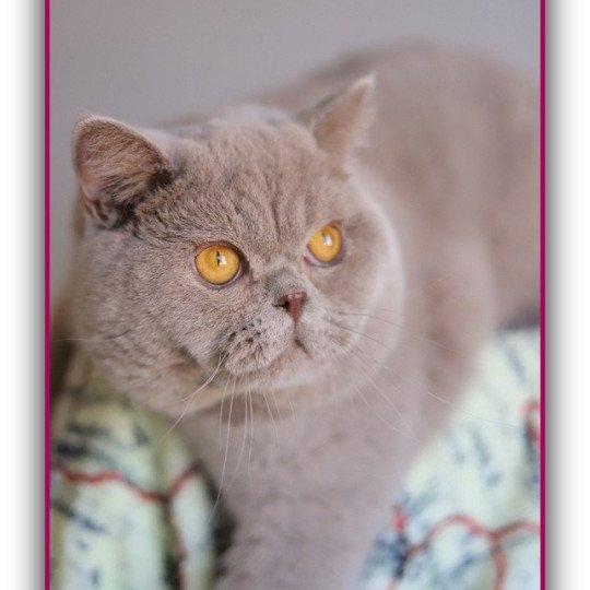 chat British Shorthair lilac Wictor French Chatterie CARBIN lilac 