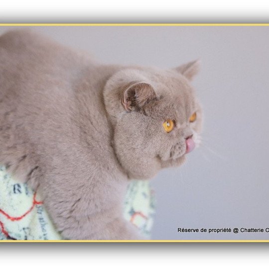 chat British Shorthair lilac Wictor French Chatterie CARBIN lilac 