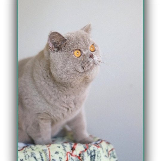 chat British Shorthair lilac Wictor French Chatterie CARBIN lilac 