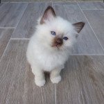 Marly Non défini Sacré de Birmanie Marly Non défini Sacré de Birmanie