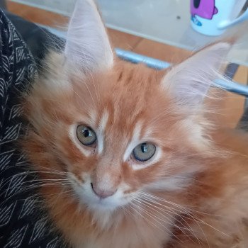 Apollon Mâle Maine coon