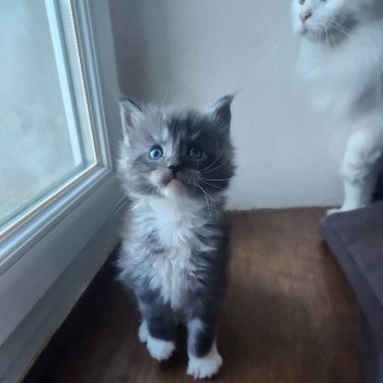 Aspen Mâle Maine coon