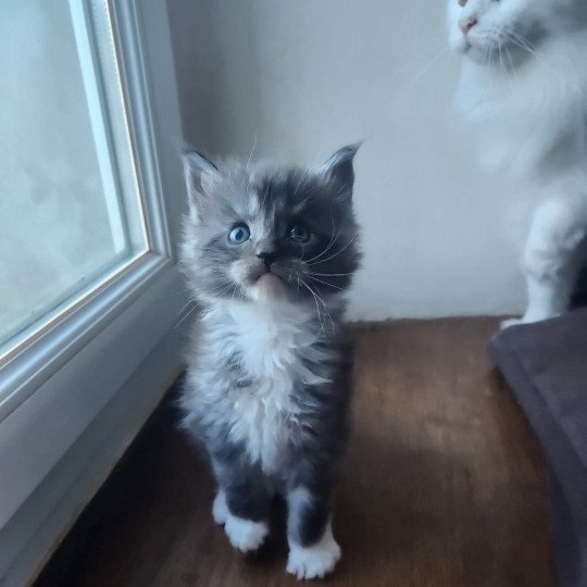 chaton Maine coon blue blotched tabby Ava Chatterie de sweet sunshine blue blotched tabby