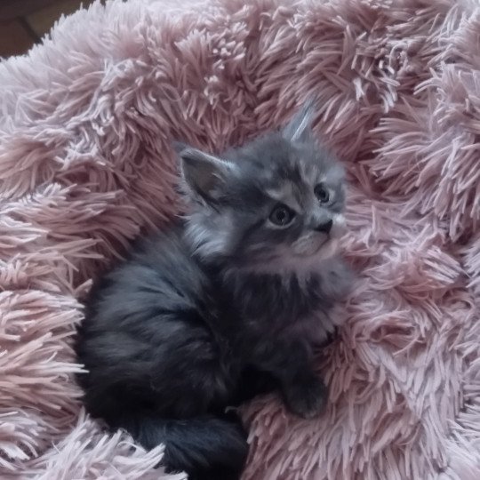 chaton Maine coon blue blotched tabby Ava Chatterie de sweet sunshine blue blotched tabby