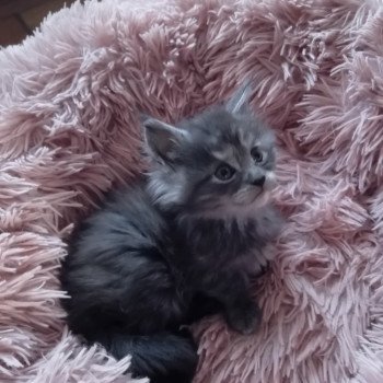 Ava Femelle Maine coon