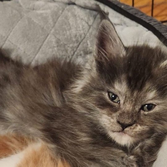 chaton Maine coon blue blotched tabby Ava Chatterie de sweet sunshine blue blotched tabby