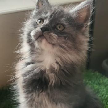 Ava Femelle Maine coon