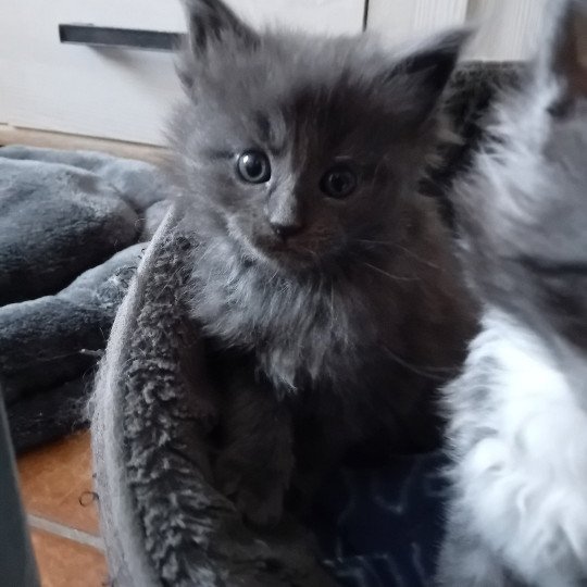 chaton Maine coon blue Azur Chatterie de sweet sunshine blue 