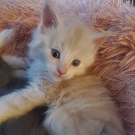 chaton Maine coon blue Azur Chatterie de sweet sunshine cream 