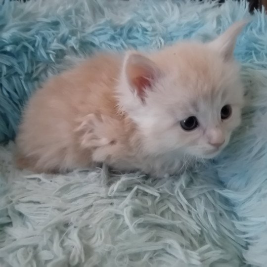 chaton Maine coon blue Azur Chatterie de sweet sunshine cream 