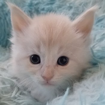 Alaska Mâle Maine coon