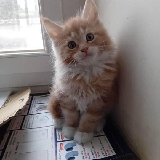 chaton Maine coon cream Alaska Chatterie de sweet sunshine red blotched tabby & blanc