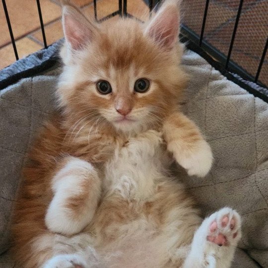 chaton Maine coon cream Alaska Chatterie de sweet sunshine red blotched tabby & blanc