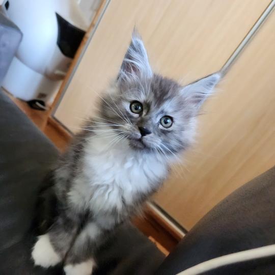 chaton Maine coon black silver blotched tabby Bahia Chatterie de sweet sunshine black silver blotched tabby