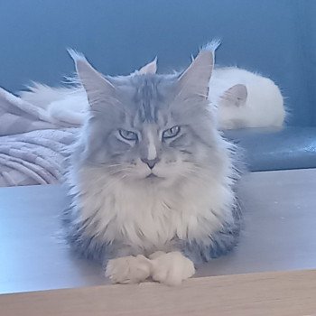 Pablo Mâle Maine coon