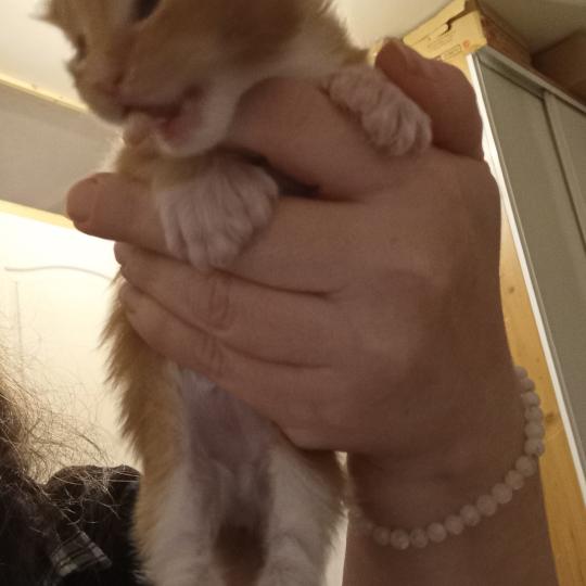 chaton Maine coon polydactyle Basile Chatterie de sweet sunshine red blotched tabby & blanc