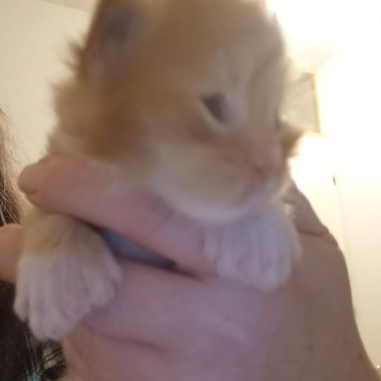 chaton Maine coon polydactyle Basile Chatterie de sweet sunshine red blotched tabby & blanc