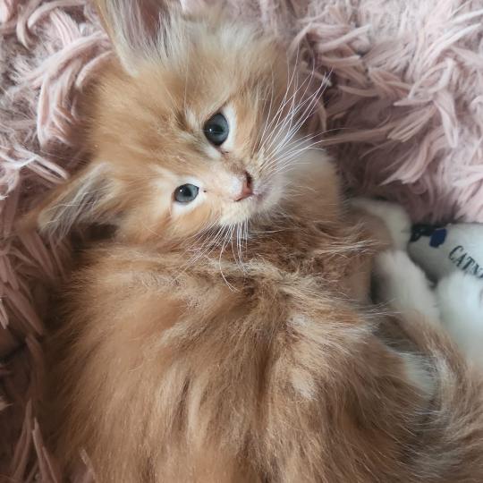 chaton Maine coon polydactyle red blotched tabby & blanc Basile Chatterie de sweet sunshine red blotched tabby & blanc