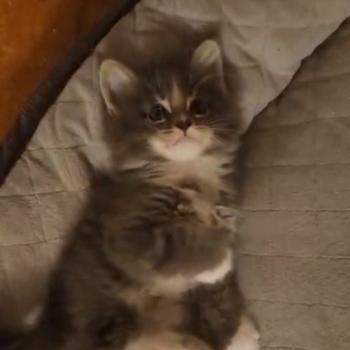 Benson Mâle Maine coon polydactyle