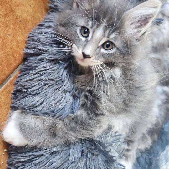 chaton Maine coon polydactyle blue bicolor Benson Chatterie de sweet sunshine blue bicolor