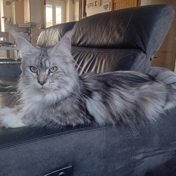 Thésa Femelle Maine coon