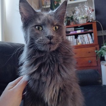 Vanille Femelle Maine coon