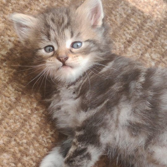 chaton Sibérien les bouilles d'amour de la Jaubertie  