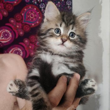 1er chaton (Portée North Paradise ❤ Willis) - Mâle pinceau blanc Mâle Sibérien