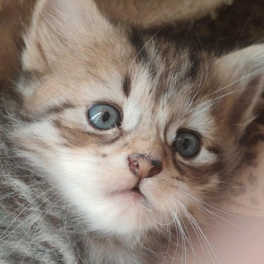 chaton Sibérien les bouilles d'amour de la Jaubertie  