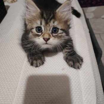 2e chaton (Portée North Paradise ❤ Willis) - Mâle collier jaune Mâle Sibérien