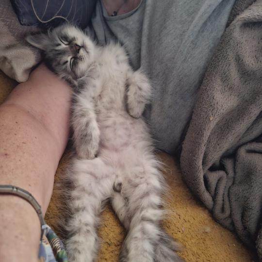 1er chaton (Portée Neige ❤ Willis) - Mâle Collier rouge Mâle Sibérien