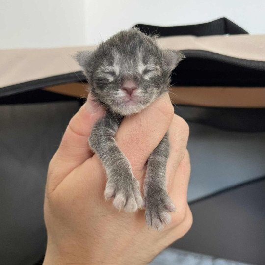 chaton Maine coon blue blotched tabby Aïko Chatterie Signature blue blotched tabby