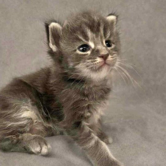chaton Maine coon blue blotched tabby Aïko Chatterie Signature blue blotched tabby