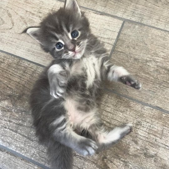 chaton Maine coon blue blotched tabby Aïko Chatterie Signature blue blotched tabby
