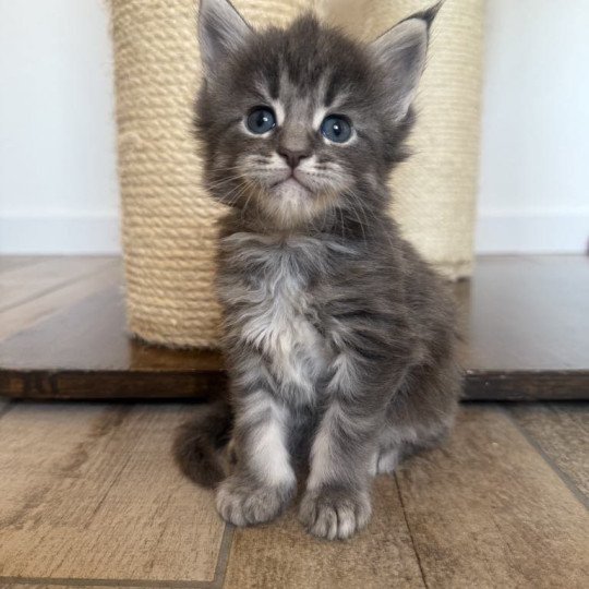 chaton Maine coon blue blotched tabby Aïko Chatterie Signature blue blotched tabby