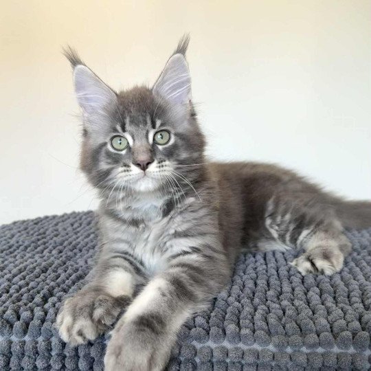 chaton Maine coon blue blotched tabby Aïko Chatterie Signature blue blotched tabby
