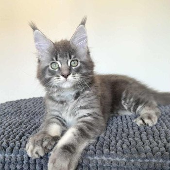 Signature Aïko Mâle Maine coon