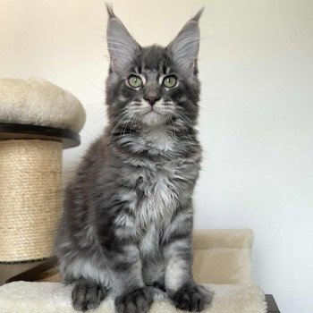 Signature Aïko Mâle Maine coon