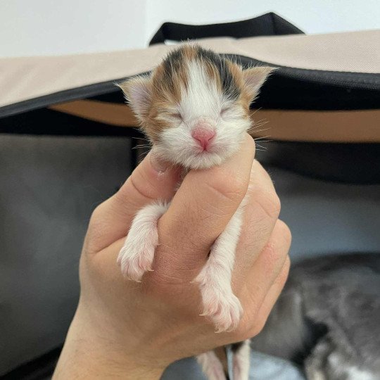 chaton Maine coon black tortie bicolor Aimi Chatterie Signature black tortie bicolor