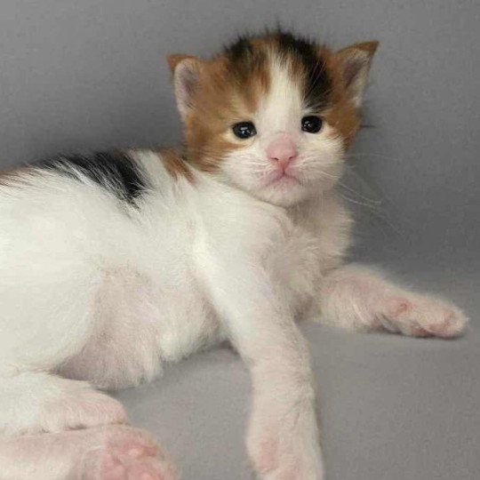 chaton Maine coon black tortie bicolor Aimi Chatterie Signature black tortie bicolor