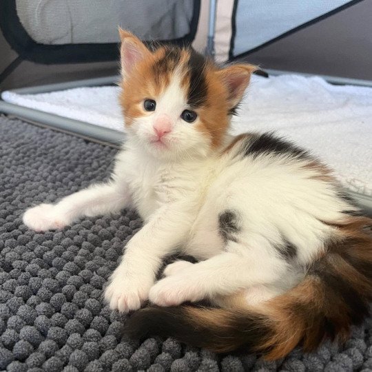chaton Maine coon black tortie bicolor Aimi Chatterie Signature black tortie bicolor