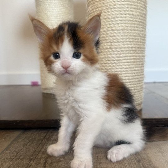 chaton Maine coon black tortie bicolor Aimi Chatterie Signature black tortie bicolor