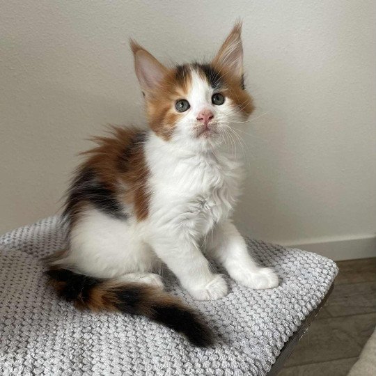 chaton Maine coon black tortie bicolor Aimi Chatterie Signature black tortie bicolor